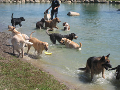 the ranch dog daycare